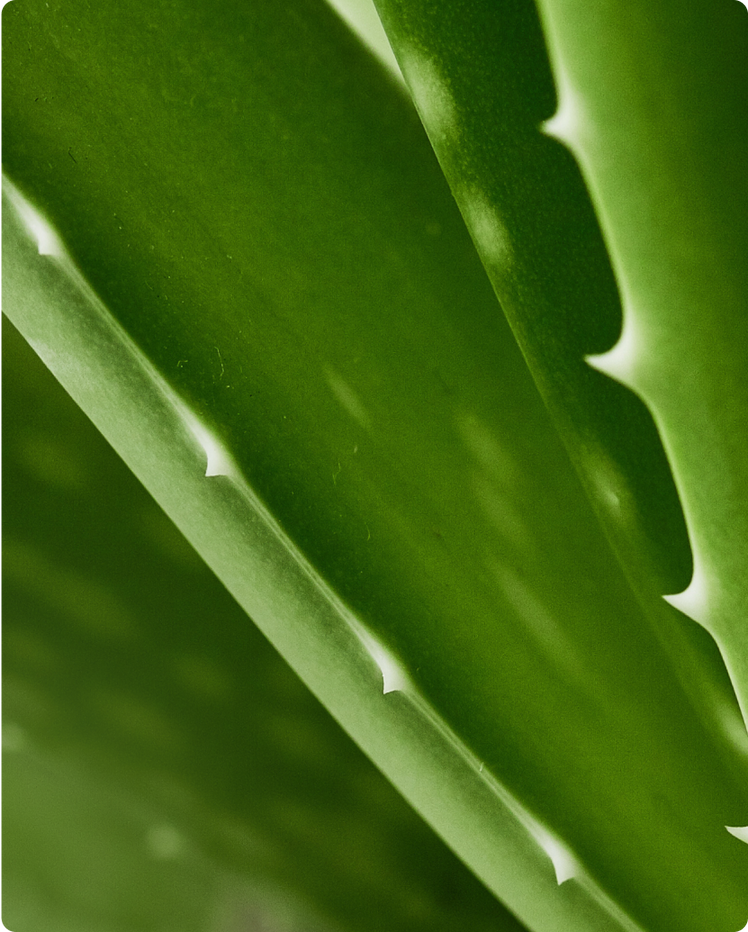 Aloe Vera - What is it?