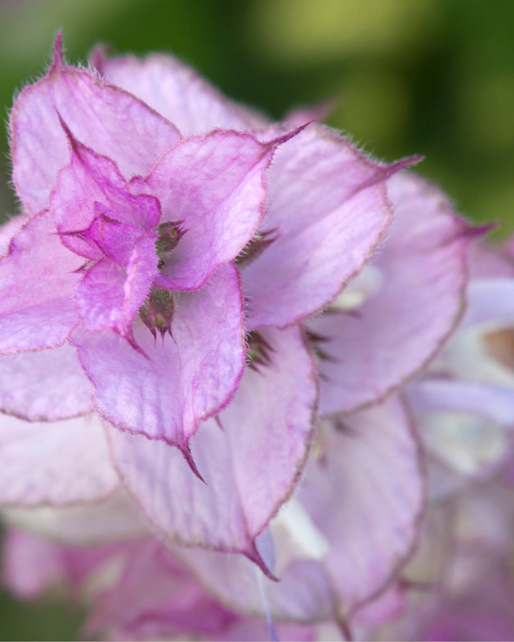 CLARY SAGE OIL: THE BENEFITS AND USES OF THIS AMAZING ESSENTIAL OIL