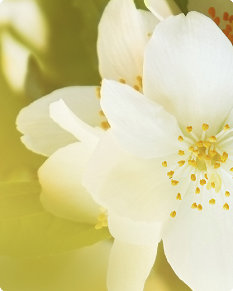 JASMINE OIL USES, BENEFITS, AND HISTORY