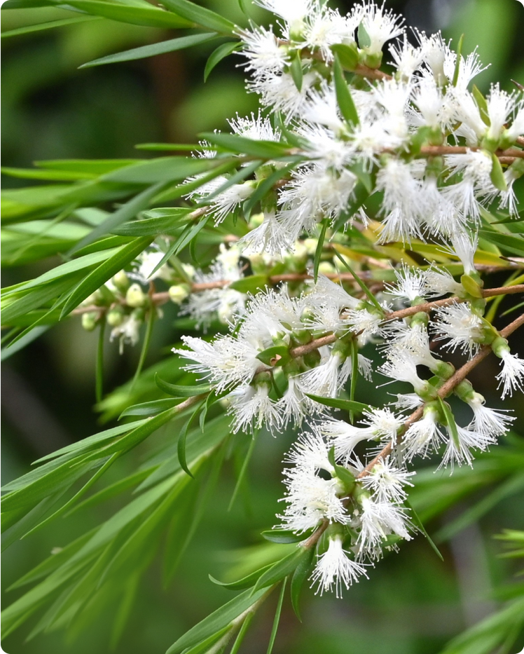 THE BENEFITS, USES, AND HISTORY OF TEA TREE OIL & THE TEA TREE PLANT