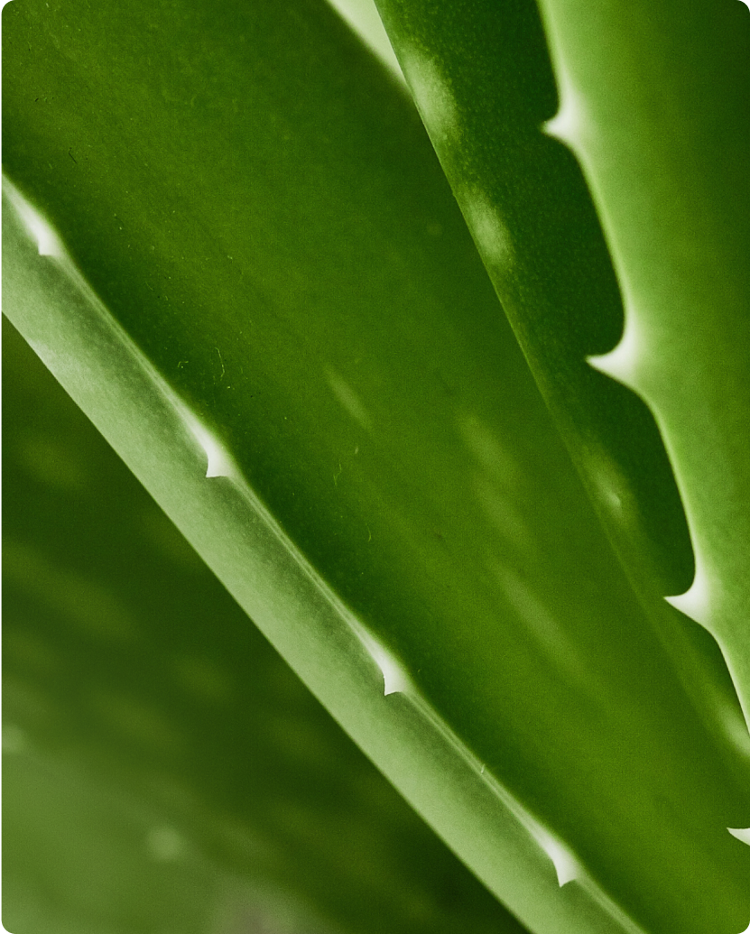Aloe Vera: Hydration, Healing & More | Saje