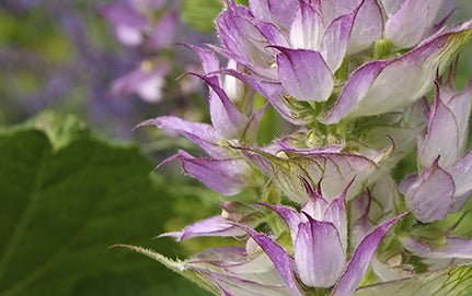 CLARY SAGE OIL: THE BENEFITS AND USES OF THIS AMAZING ESSENTIAL OIL