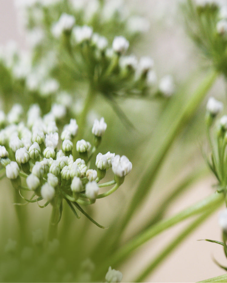 Carrot Seed Oil - What is it?