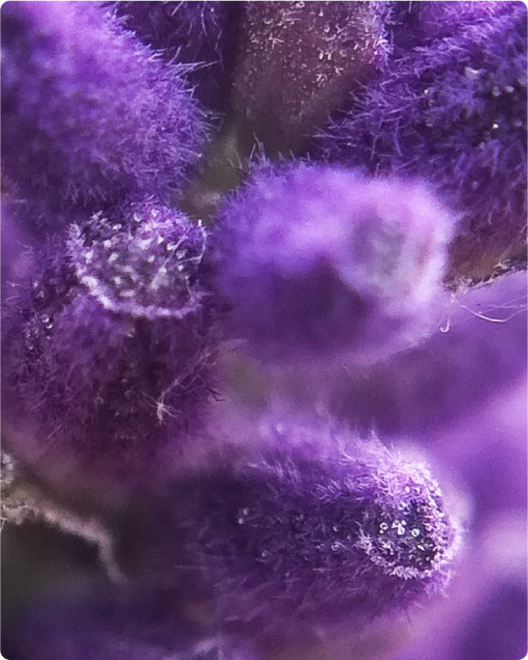 ALL ABOUT LAVENDER OIL &amp; THE LAVENDER PLANT