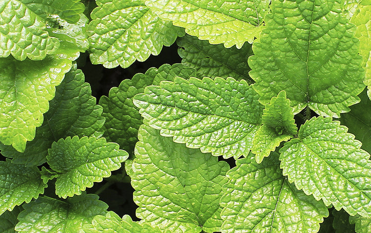 THE BENEFITS, USES, AND HISTORY OF THE PEPPERMINT PLANT &; PEPPERMINT OIL