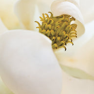 Close-up of the centre of a soft, white flower. 