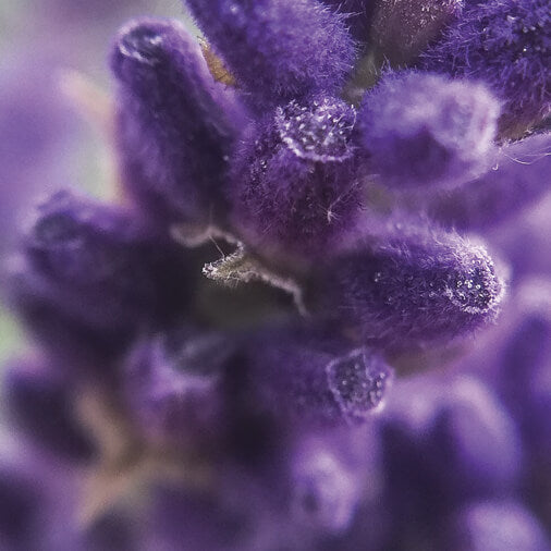 Close-up of a fragrant lavender sprig.