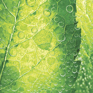 Close-up of a refreshing mint leaf with dew on it.