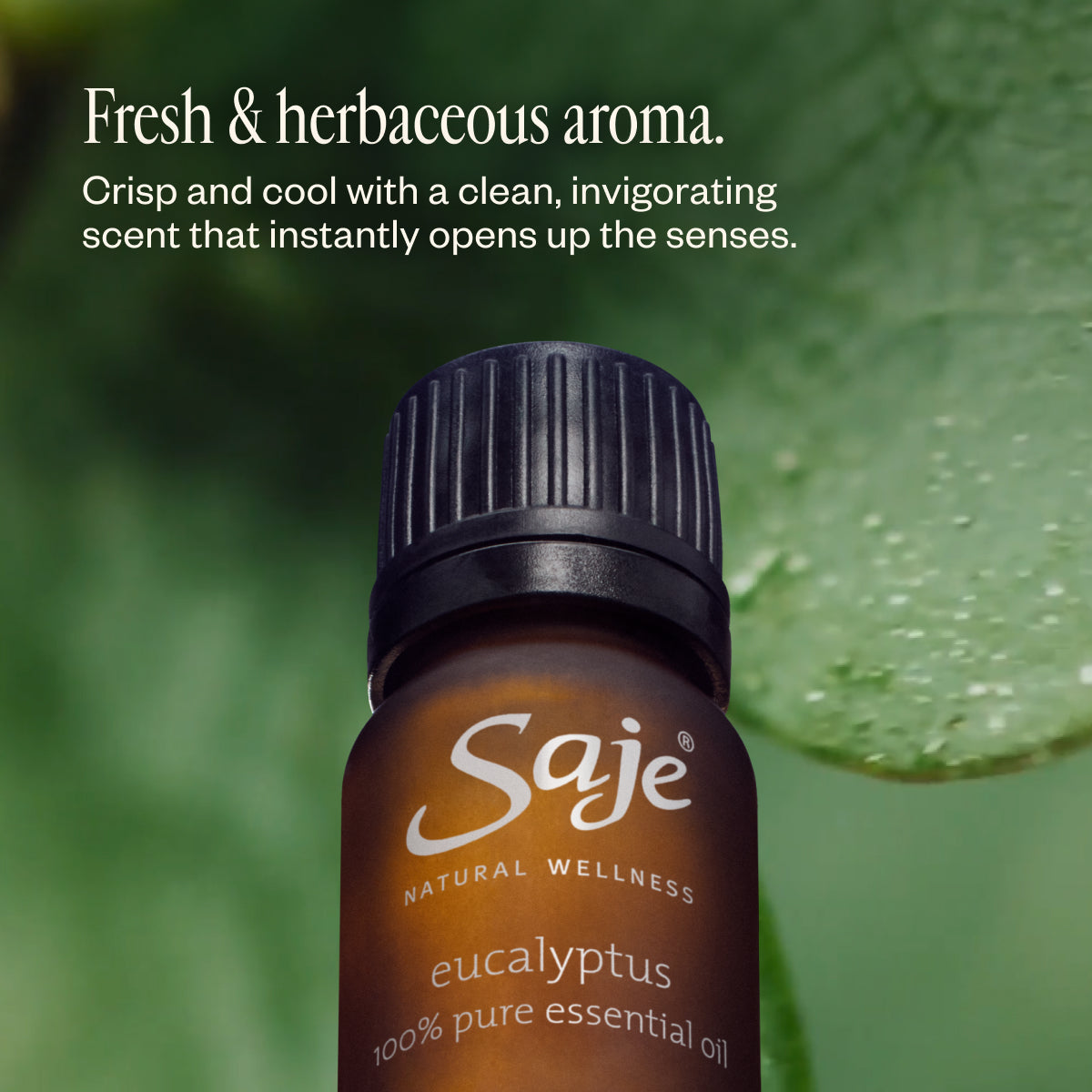 100% Pure Eucalyptus Essential Oil - Saje Natural Wellness
