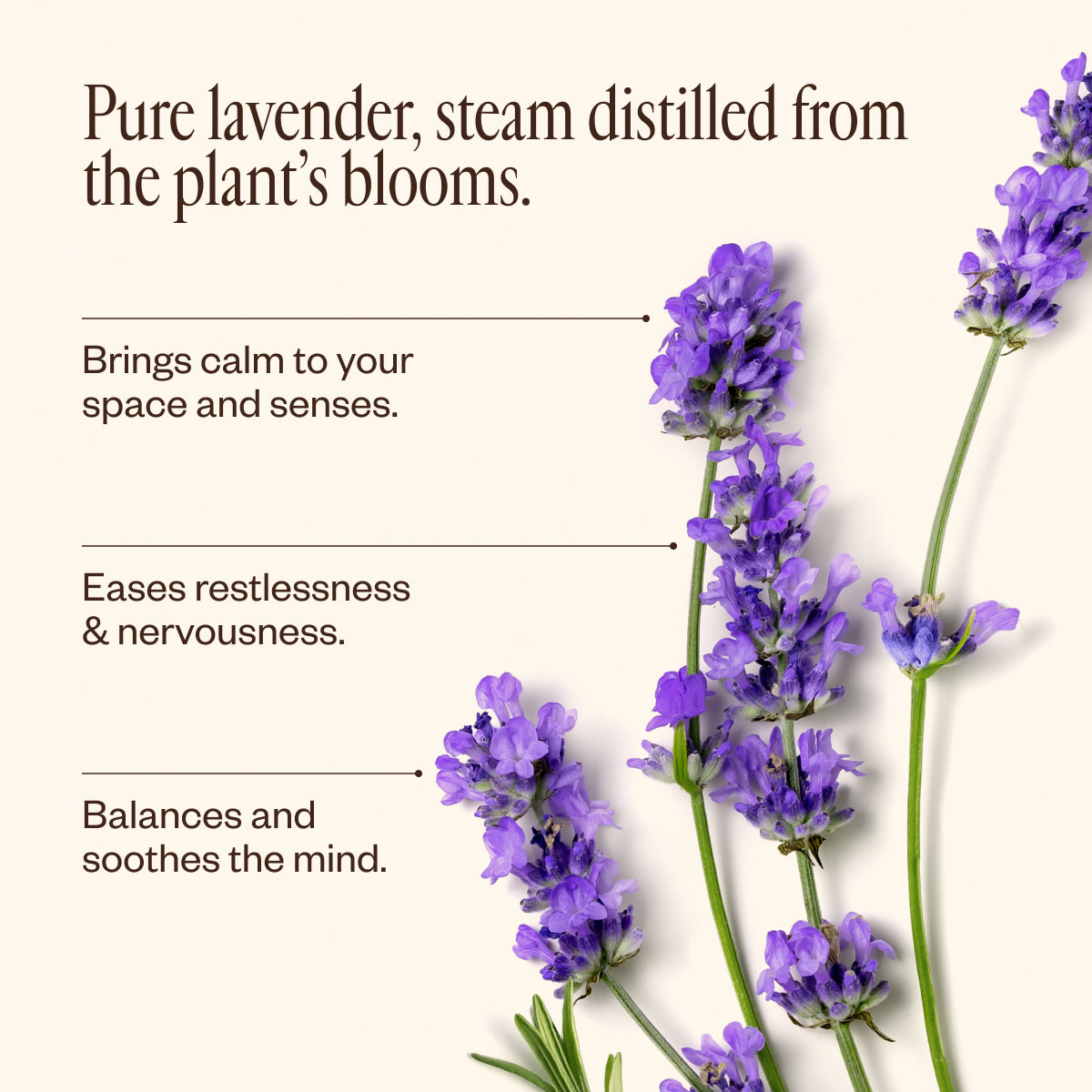 saje セージ　ラベンダー　エッセンシャルオイル　30ml Lavender Lavender Oil