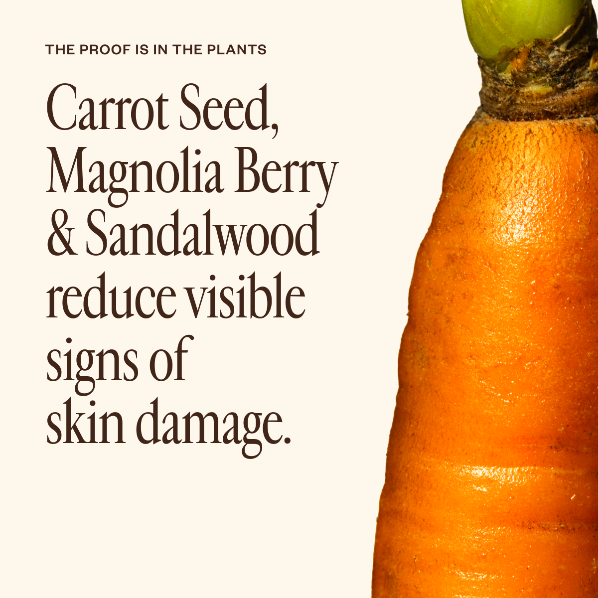 Dermedial™ Carrot+