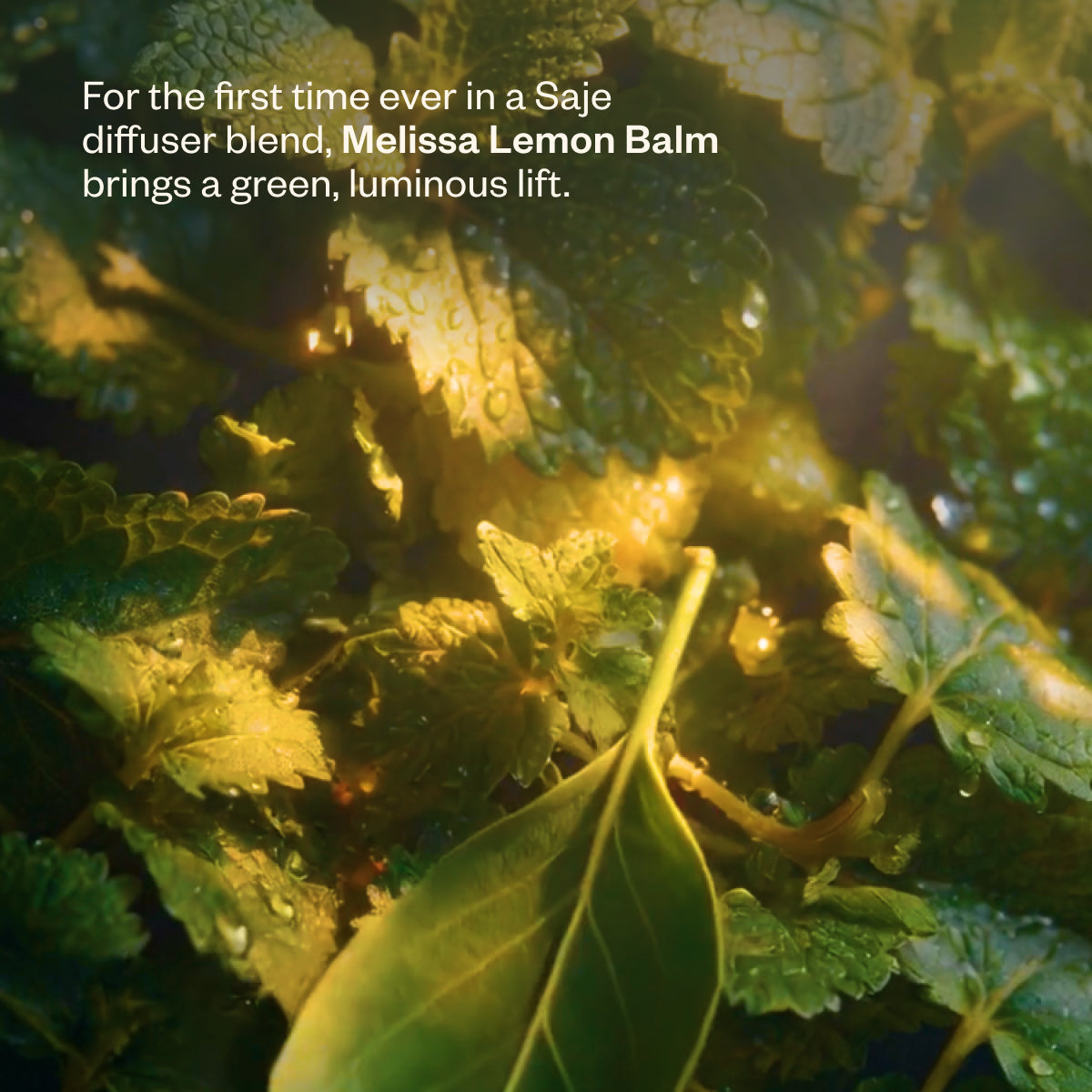 Shift Into Spring Duo