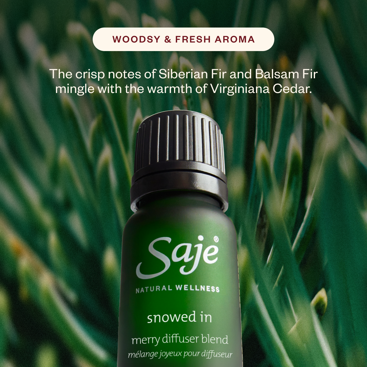 Aroma Lustre & The Season’s Best