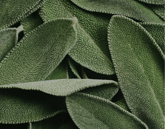 A close-up of a pile of fragrant sage leaves.