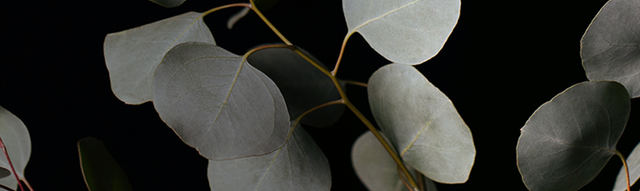 Branches of eucalyptus leafs.