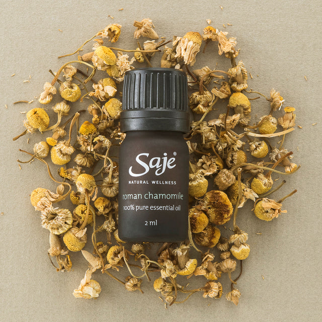 Roman Chamomile Oil 100% Pure essential oil placed with dried roman chamomile flowers